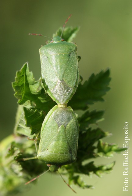 Coppia di Nezara viridula